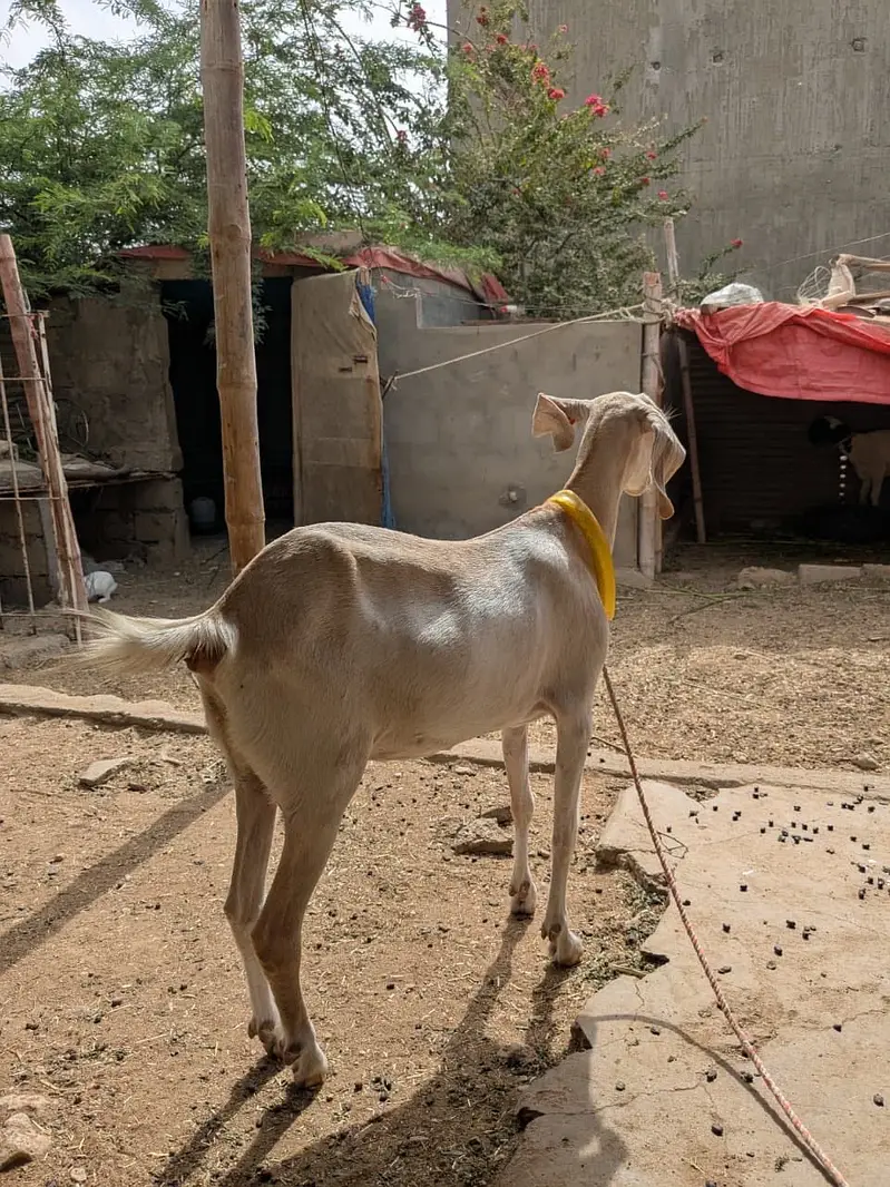 Female Goats