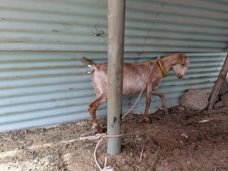 Female Goats — photo 3