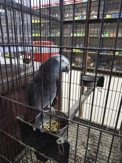 gray parrots