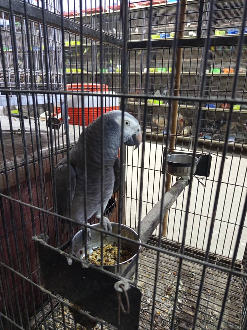 gray parrots 0