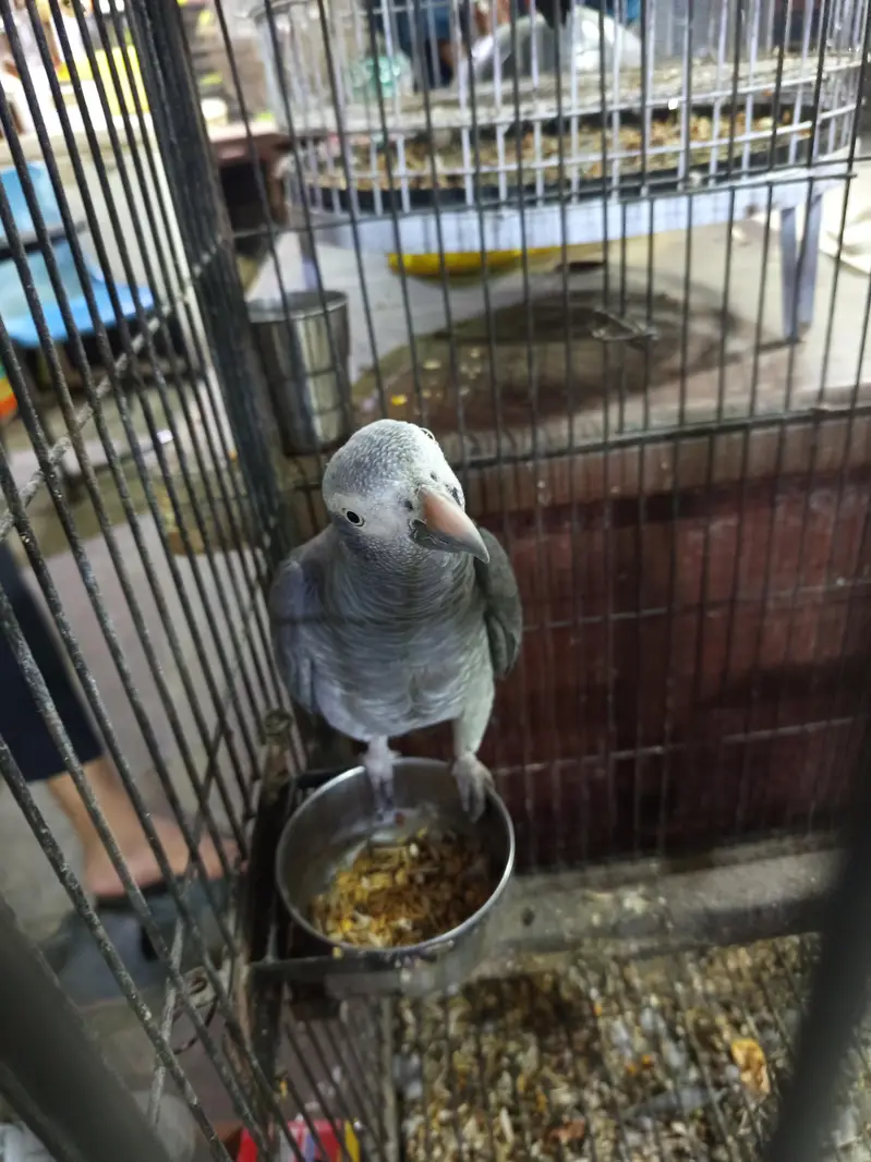 gray parrots — photo 3