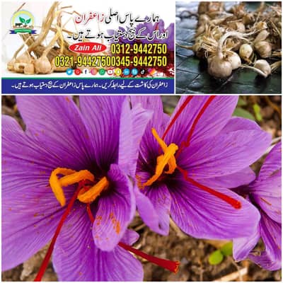 Fresh Saffron Bulbs Available 0312-9442750 – Season 2026
