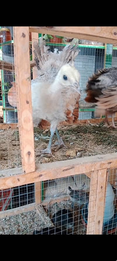 Silver pied peacock chicks