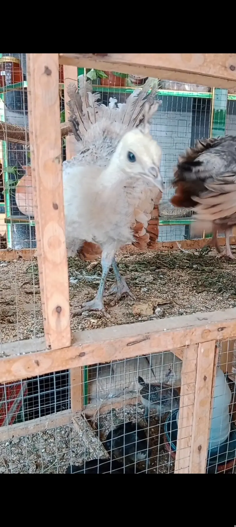 Silver pied peacock chicks
