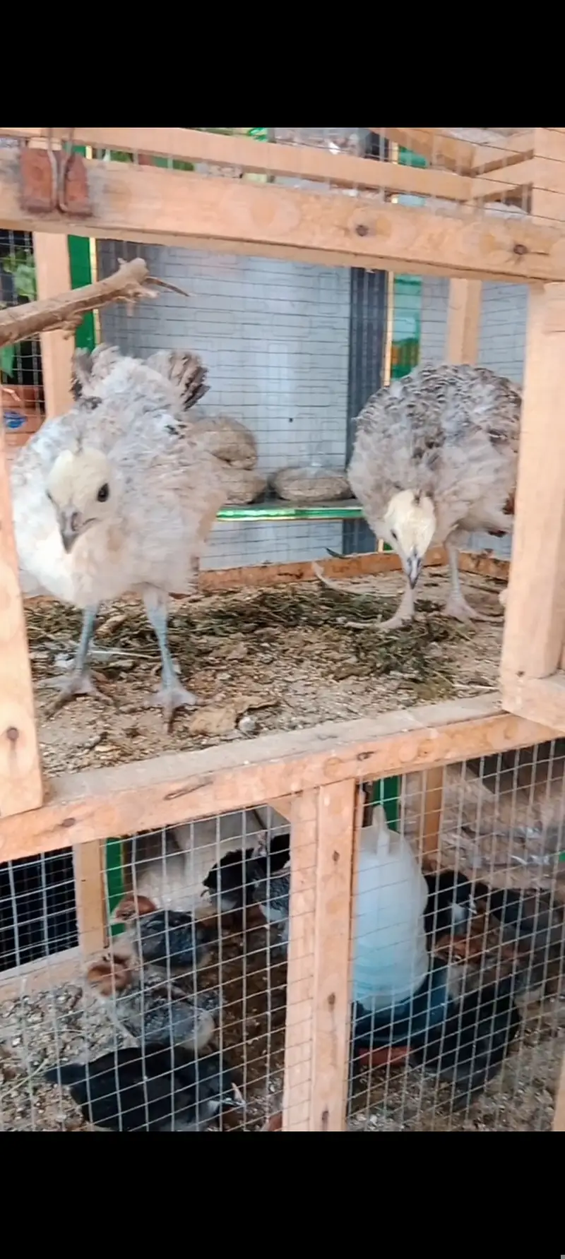 Silver pied peacock chicks — photo 2