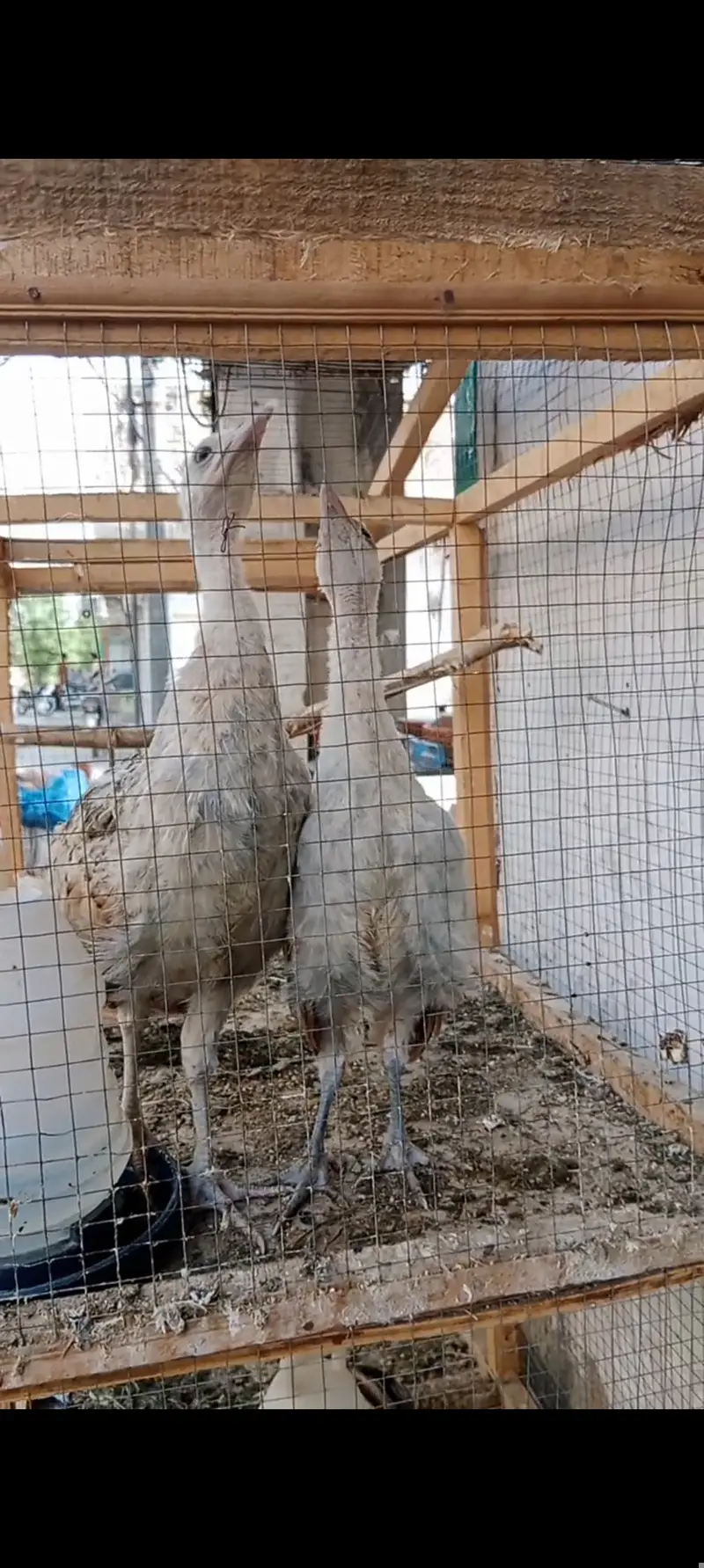 Silver pied peacock chicks — photo 3