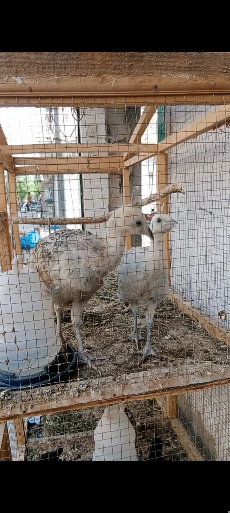 Silver pied peacock chicks — photo 4