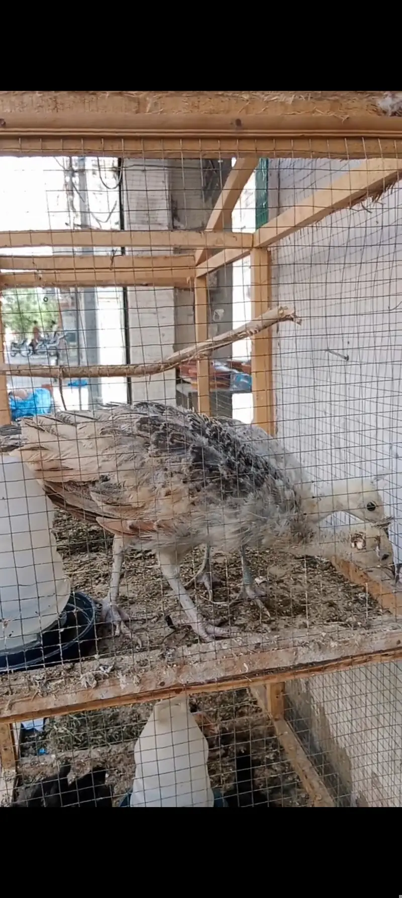 Silver pied peacock chicks — photo 5