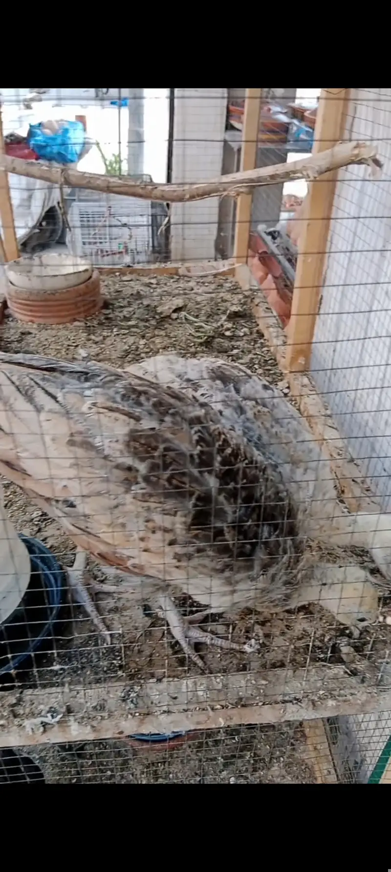 Silver pied peacock chicks — photo 6