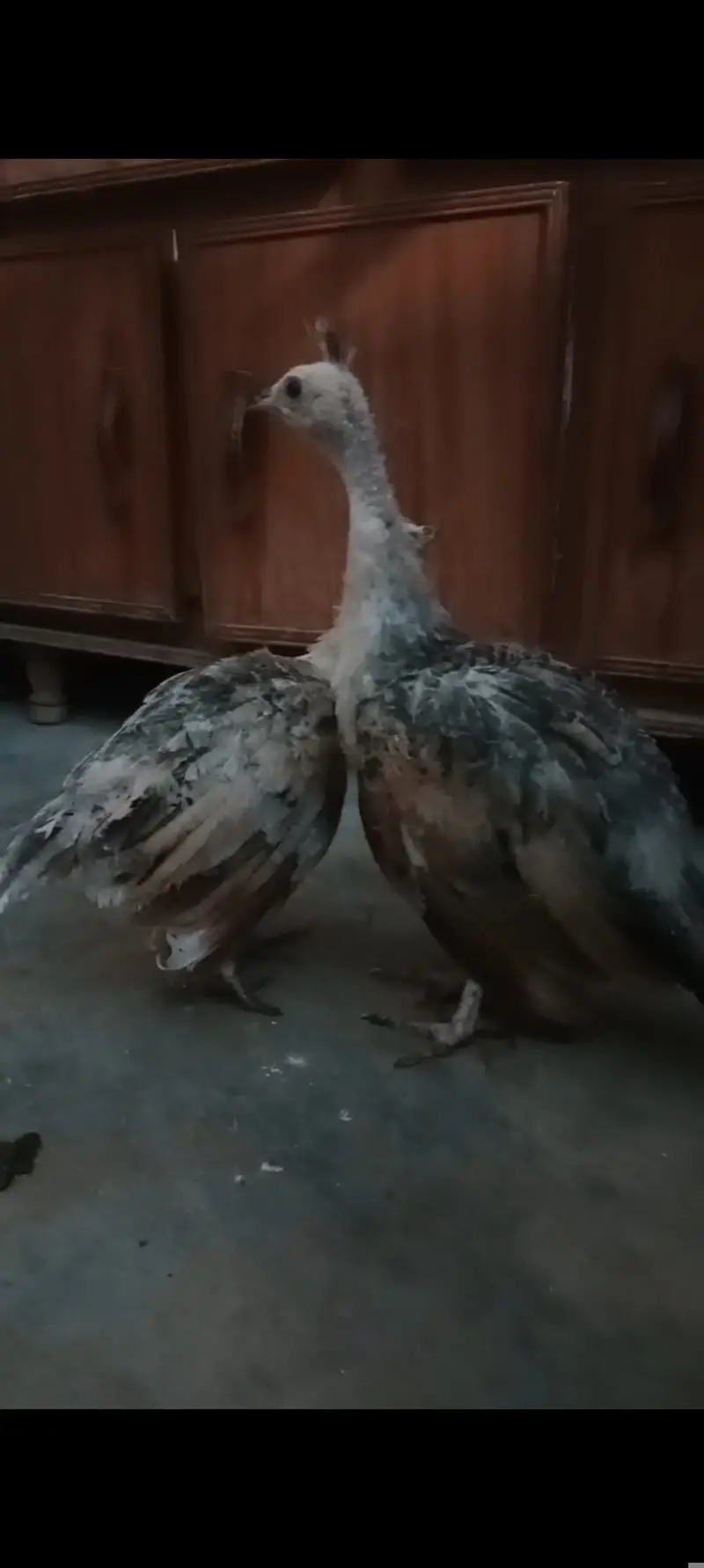 Silver pied peacock chicks — photo 7