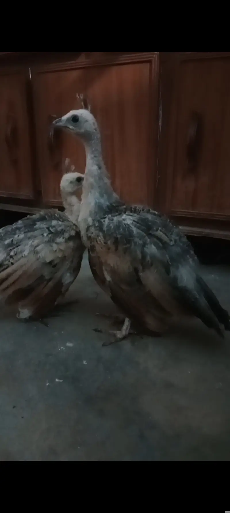 Silver pied peacock chicks — photo 8