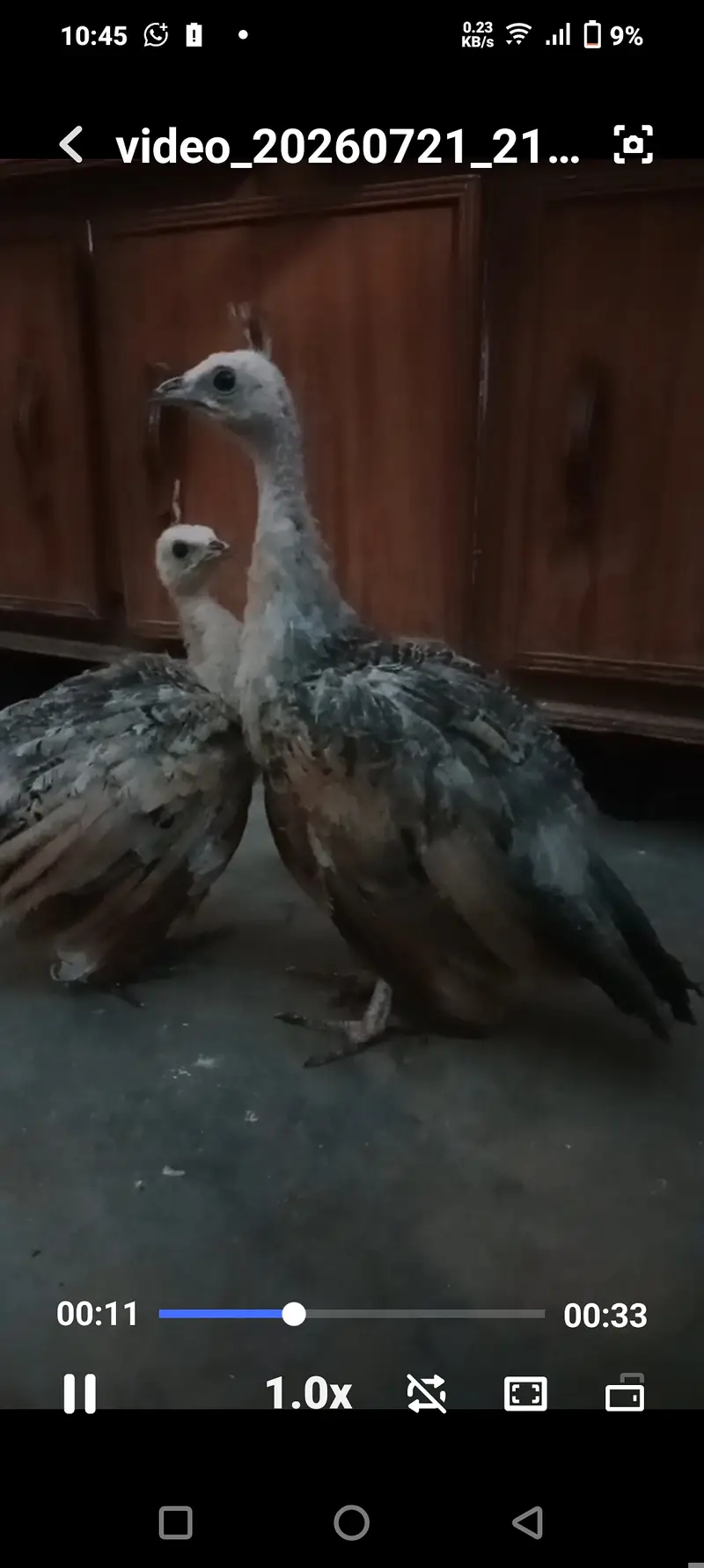 Silver pied peacock chicks — photo 9
