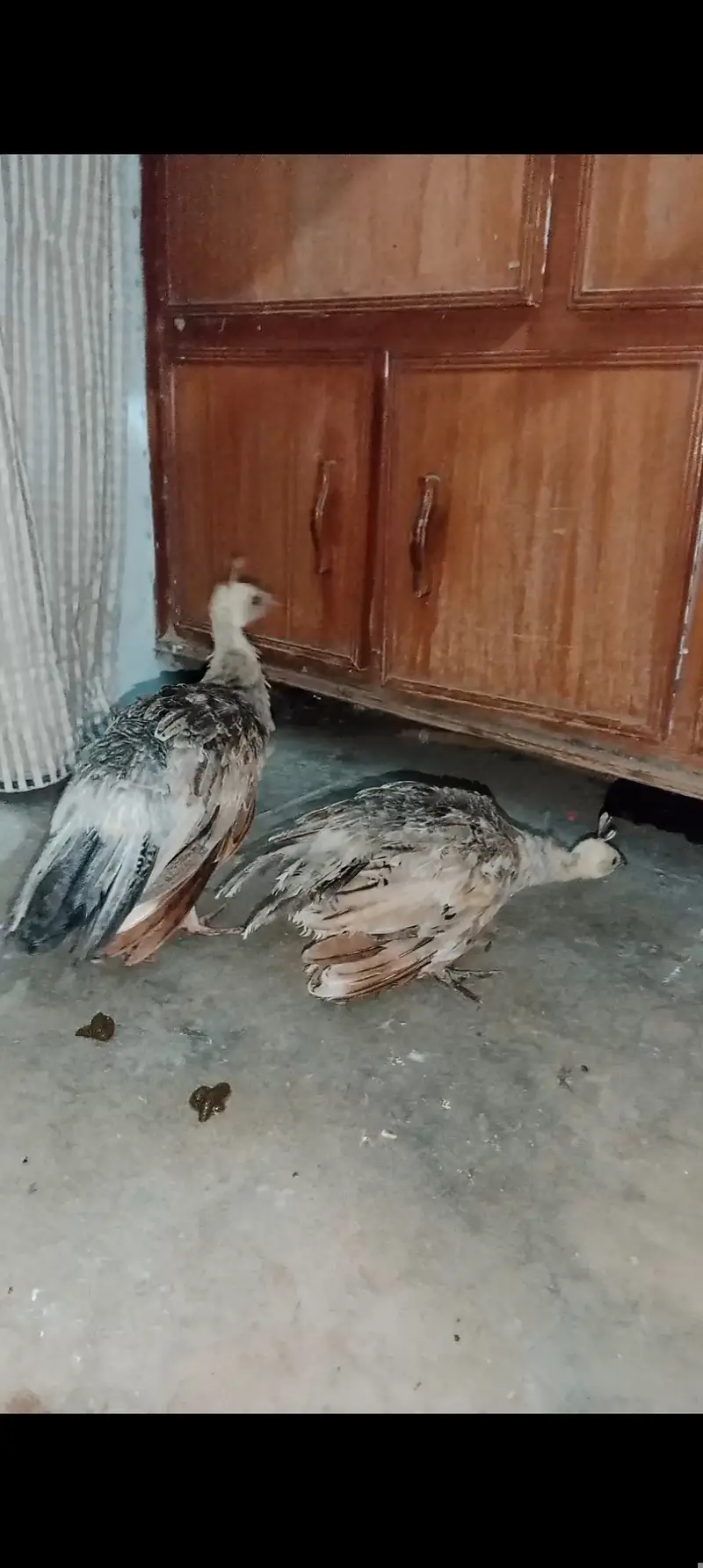 Silver pied peacock chicks — photo 10