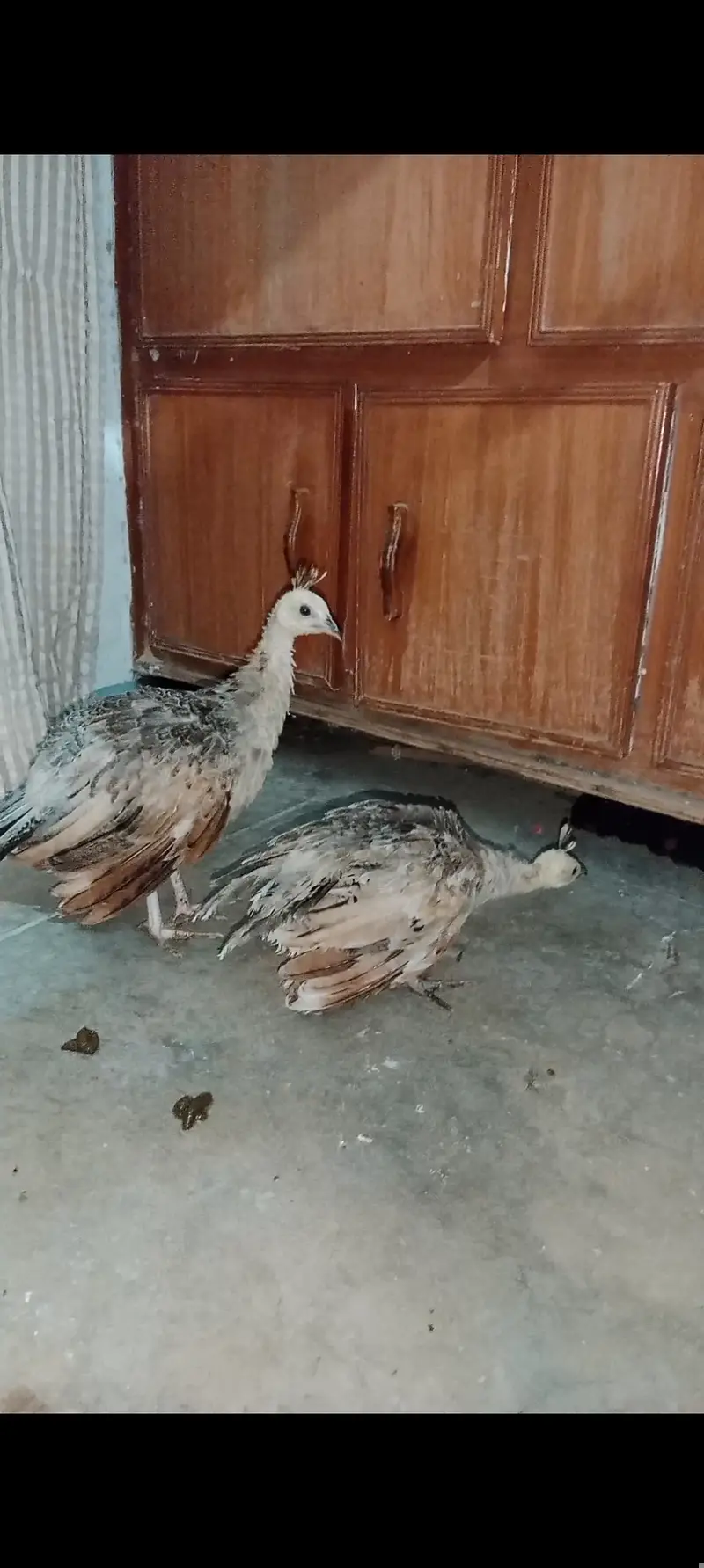 Silver pied peacock chicks — photo 11