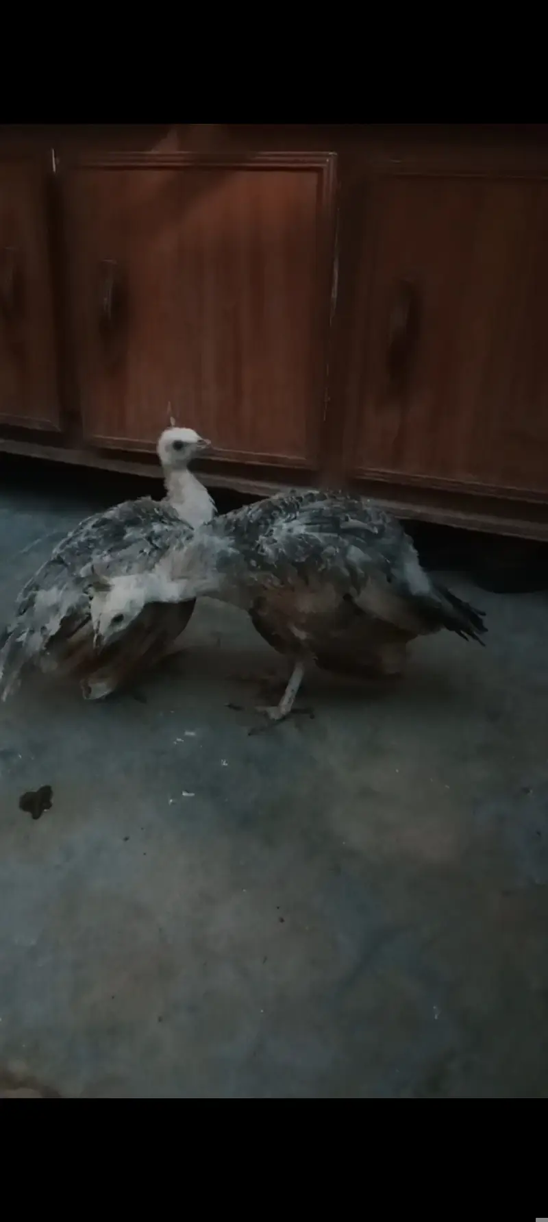 Silver pied peacock chicks — photo 12