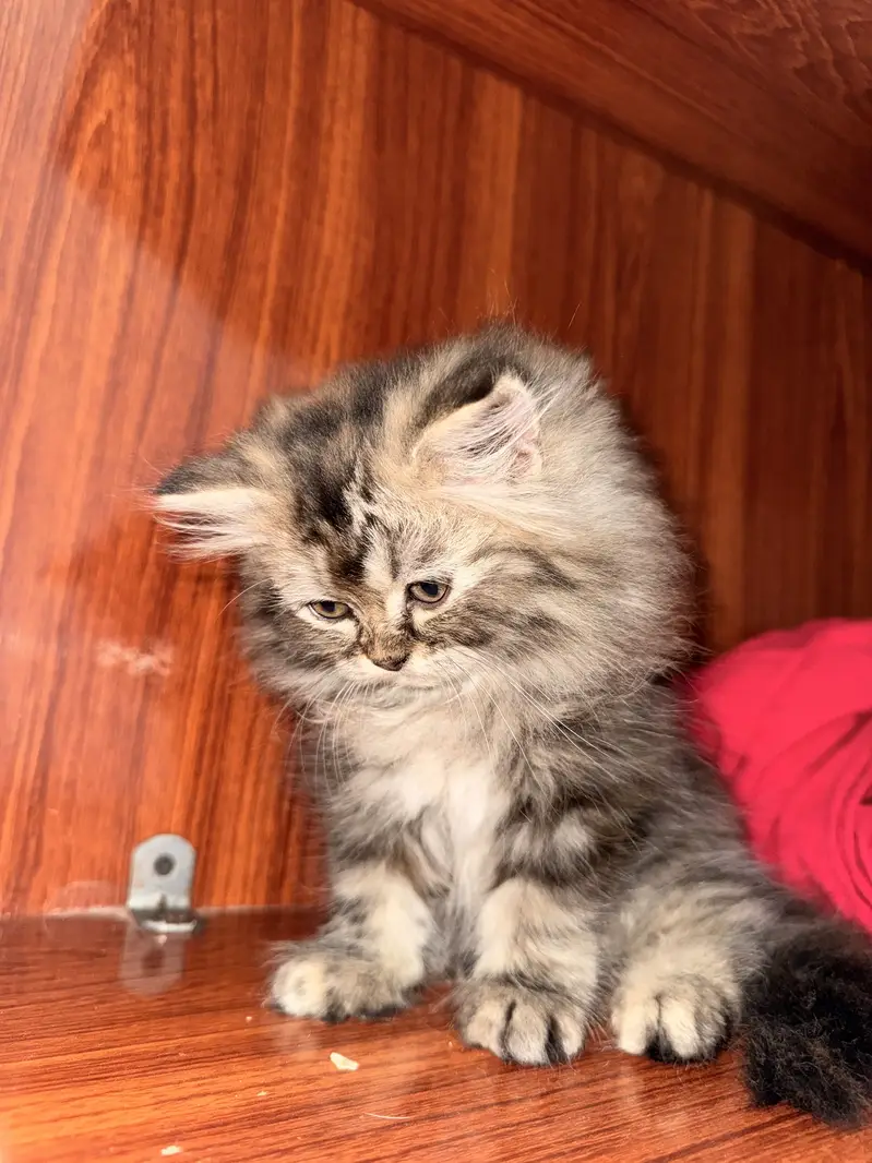 Male or female 03018394994 WhatsApp — photo 2