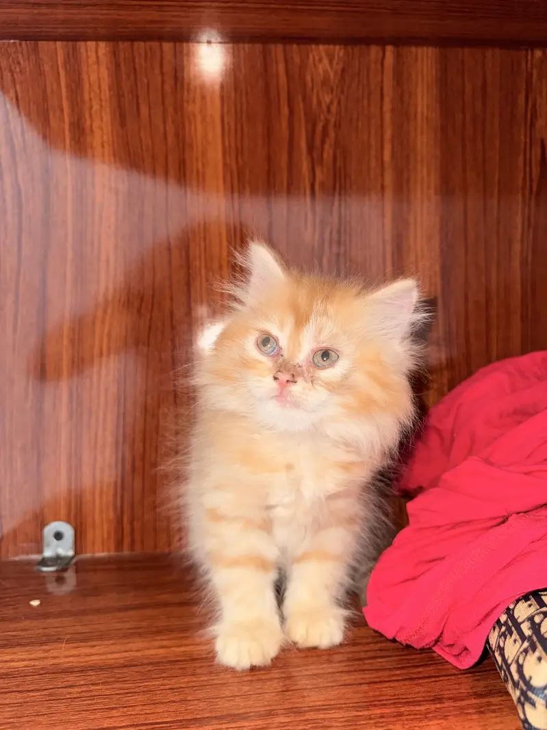 Male or female 03018394994 WhatsApp — photo 3