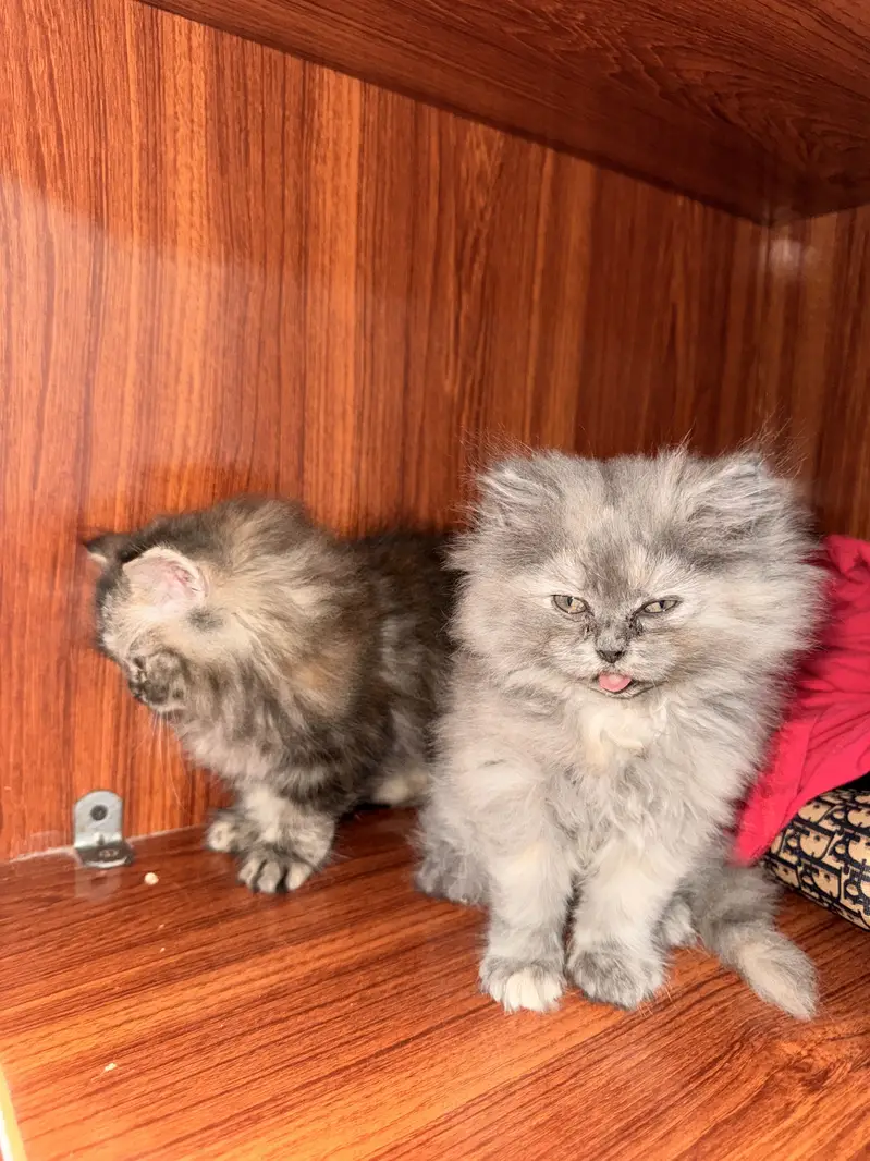 Male or female 03018394994 WhatsApp — photo 4