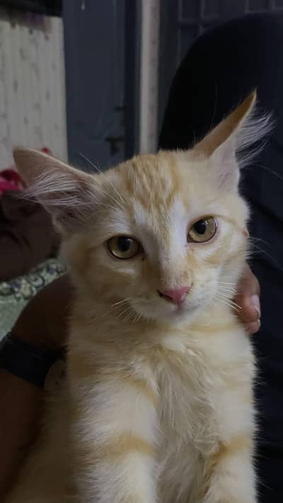 persian cat for sell