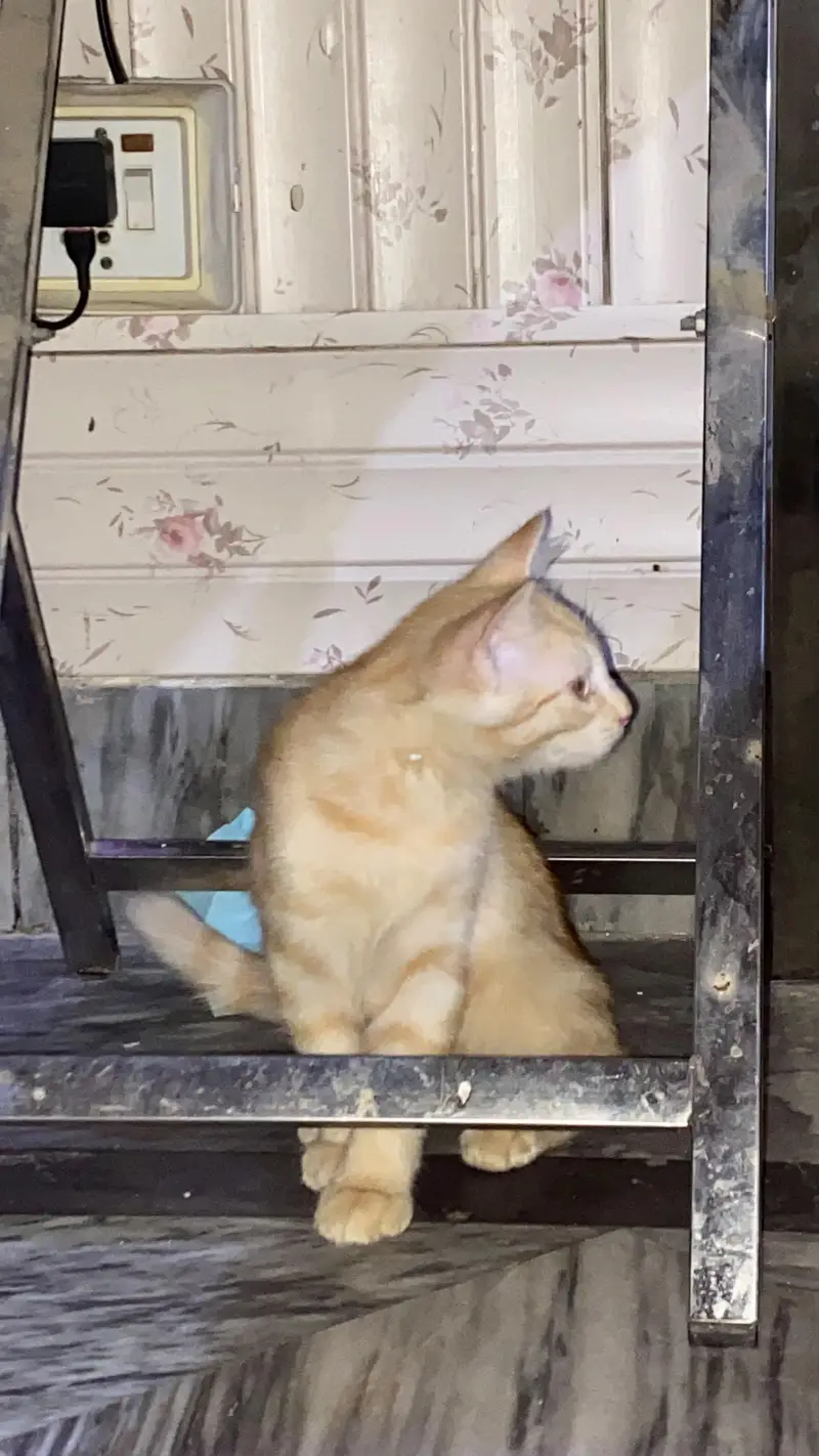 persian cat for sell — photo 2