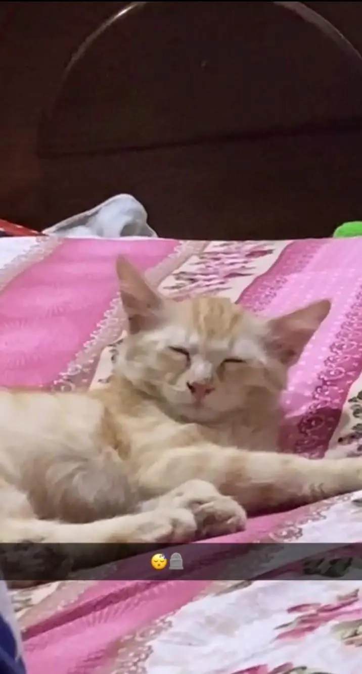 persian cat for sell — photo 3