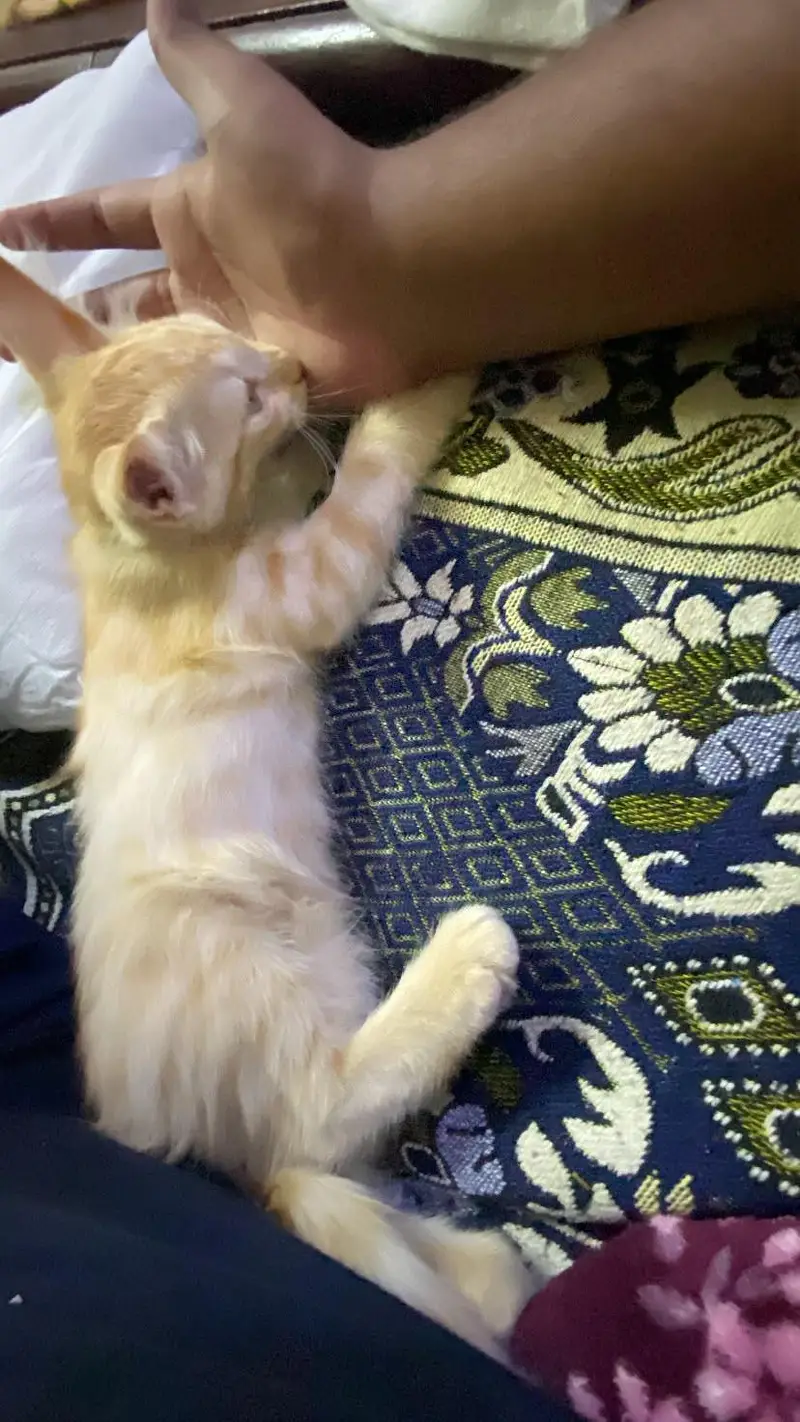 persian cat for sell — photo 4