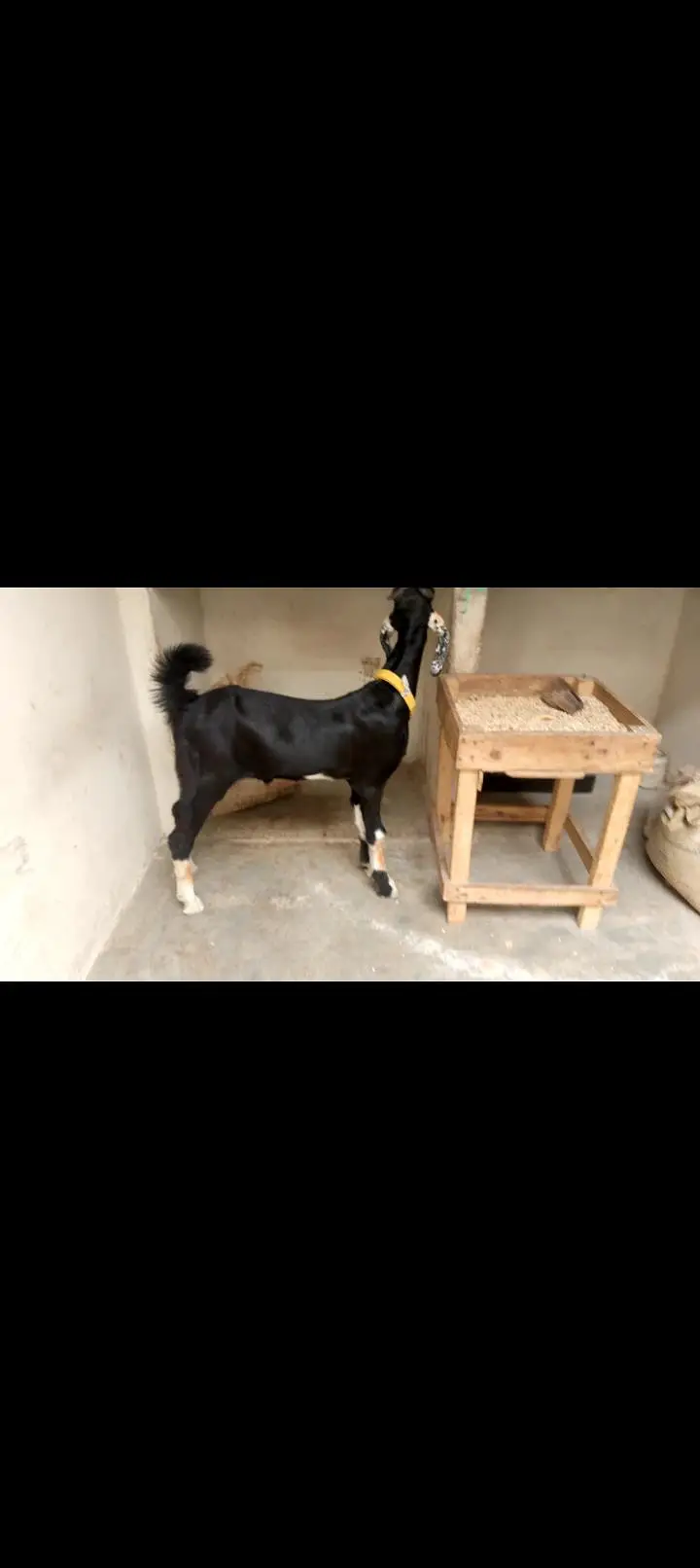 tota puri male dono — photo 2