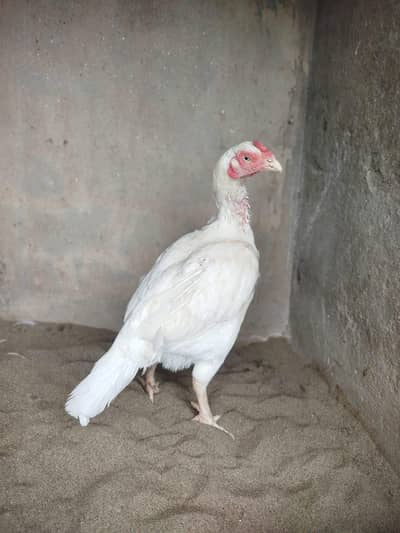 white hera Aseel madi forsale