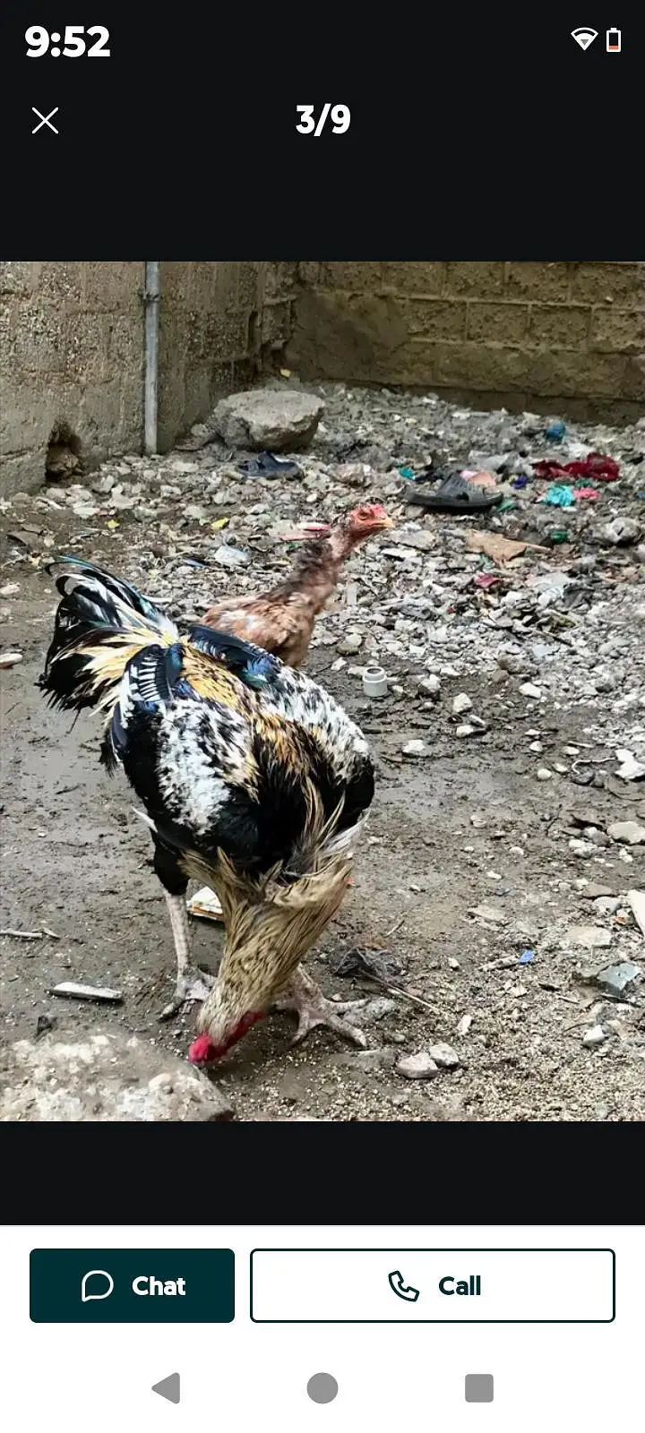 aseel murga or pair — photo 2