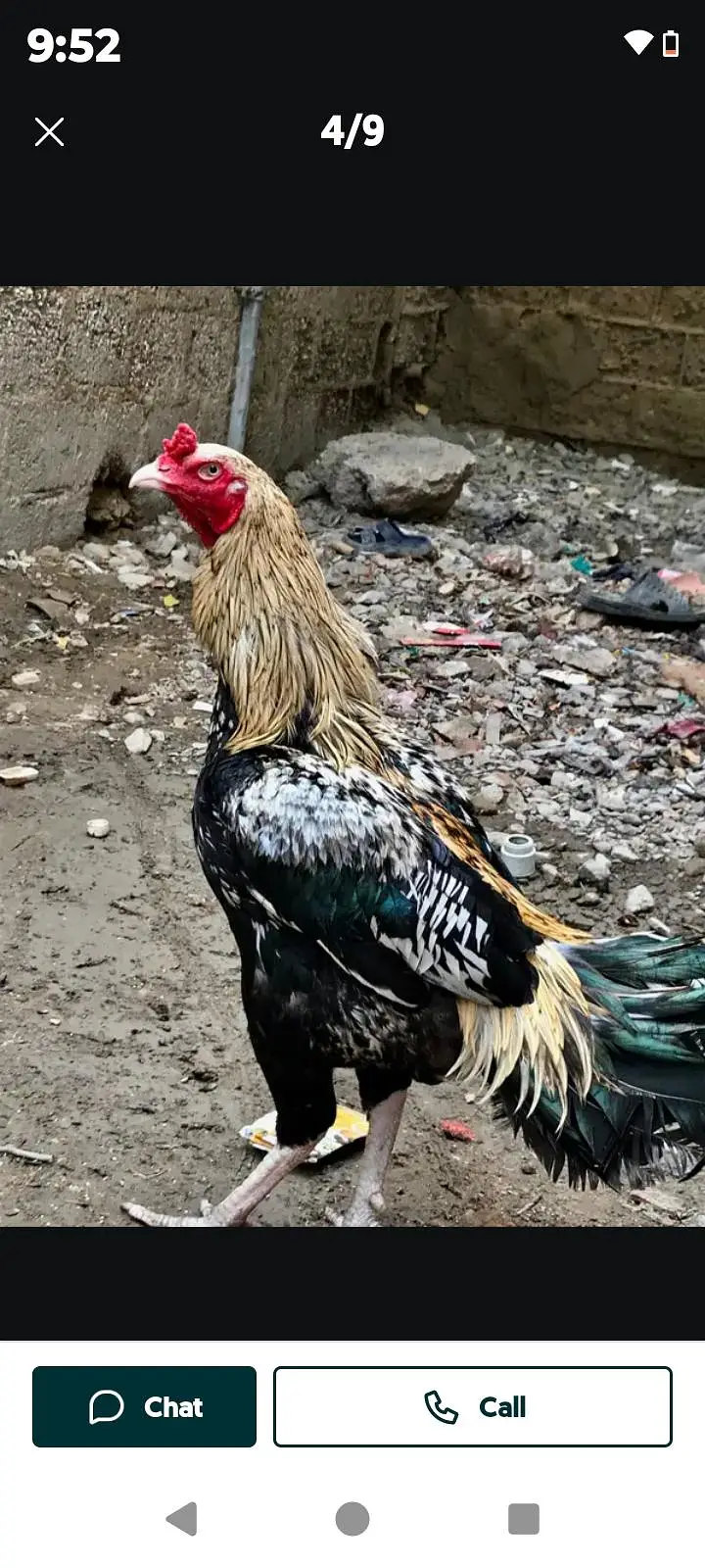 aseel murga or pair — photo 3