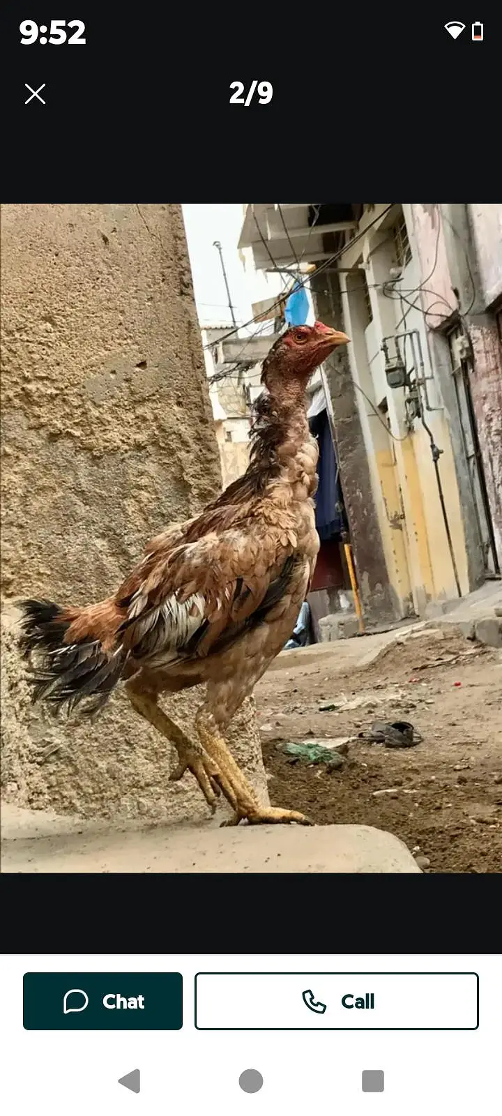 aseel murga or pair — photo 5