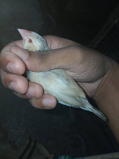 Java finch pathy and pairs                   whatsapp 0318-0315863