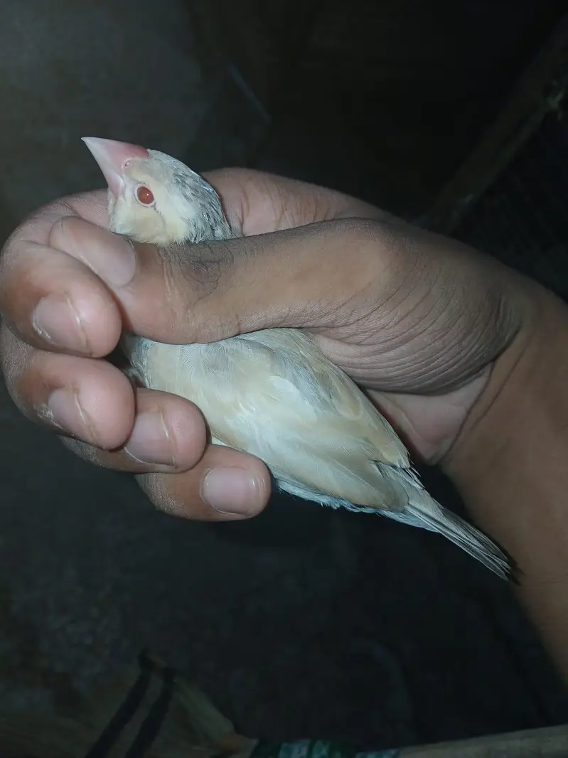 Java finch pathy and pairs                   whatsapp 0318-0315863