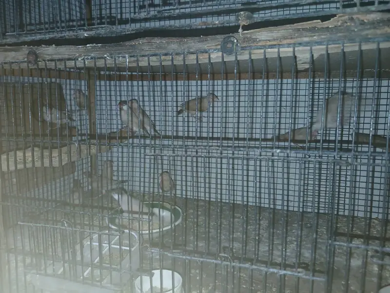 Java finch pathy and pairs                   whatsapp 0318-0315863 — photo 2