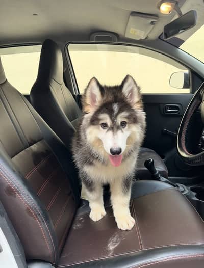 Husky wolly cot long hair top quality Heavy bone structure
