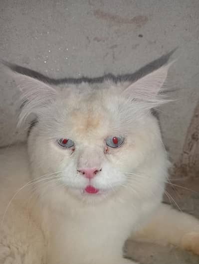 Adult male cat  03037396465.