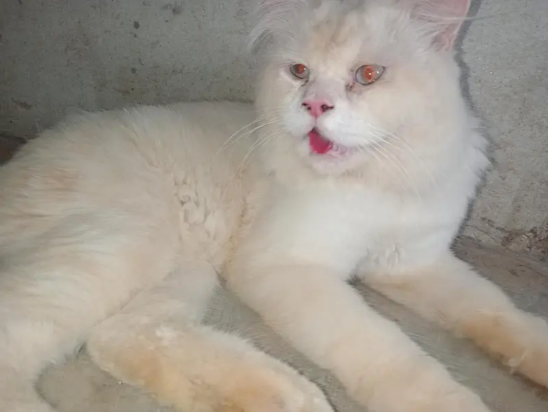 Adult male cat  03037396465. — photo 2