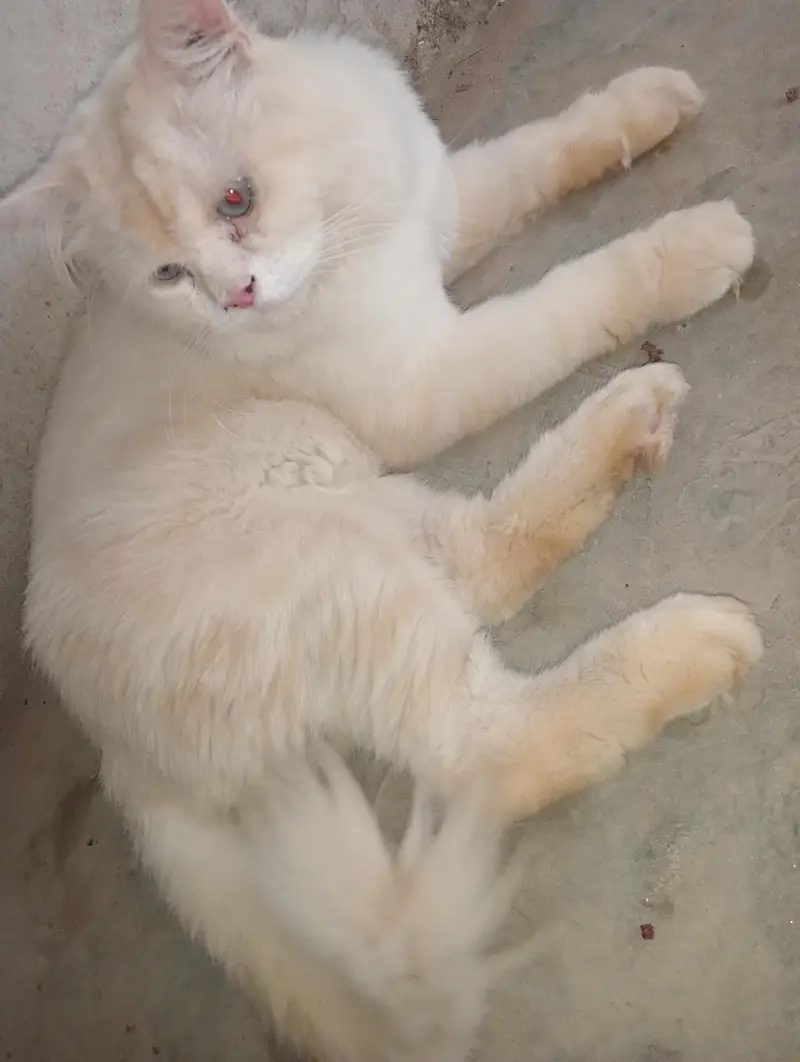 Adult male cat  03037396465. — photo 3