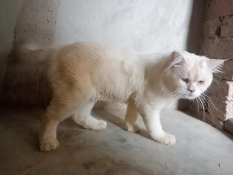 Adult male cat  03037396465. — photo 4