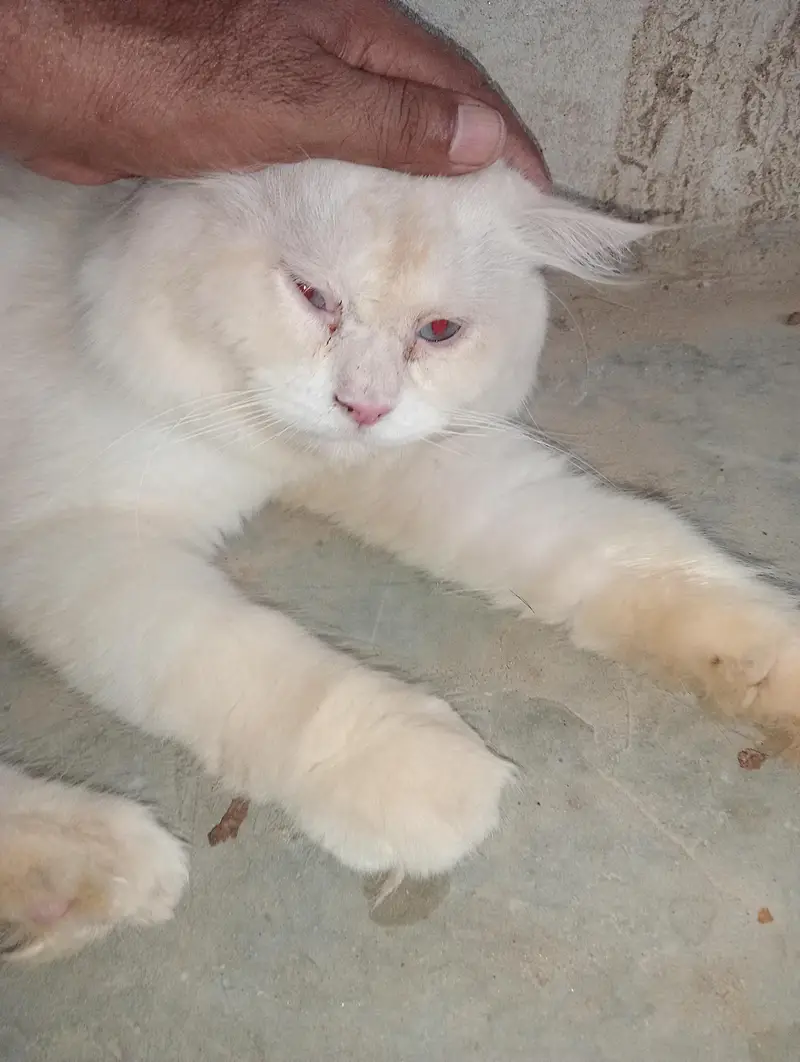 Adult male cat  03037396465. — photo 5