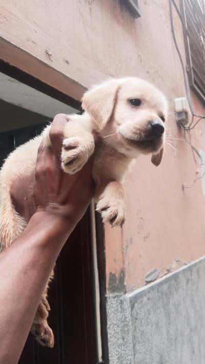 Labrador female puppies