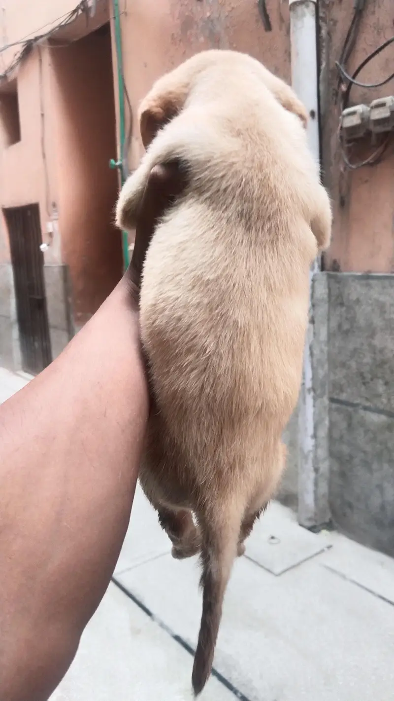 Labrador female puppies — photo 3
