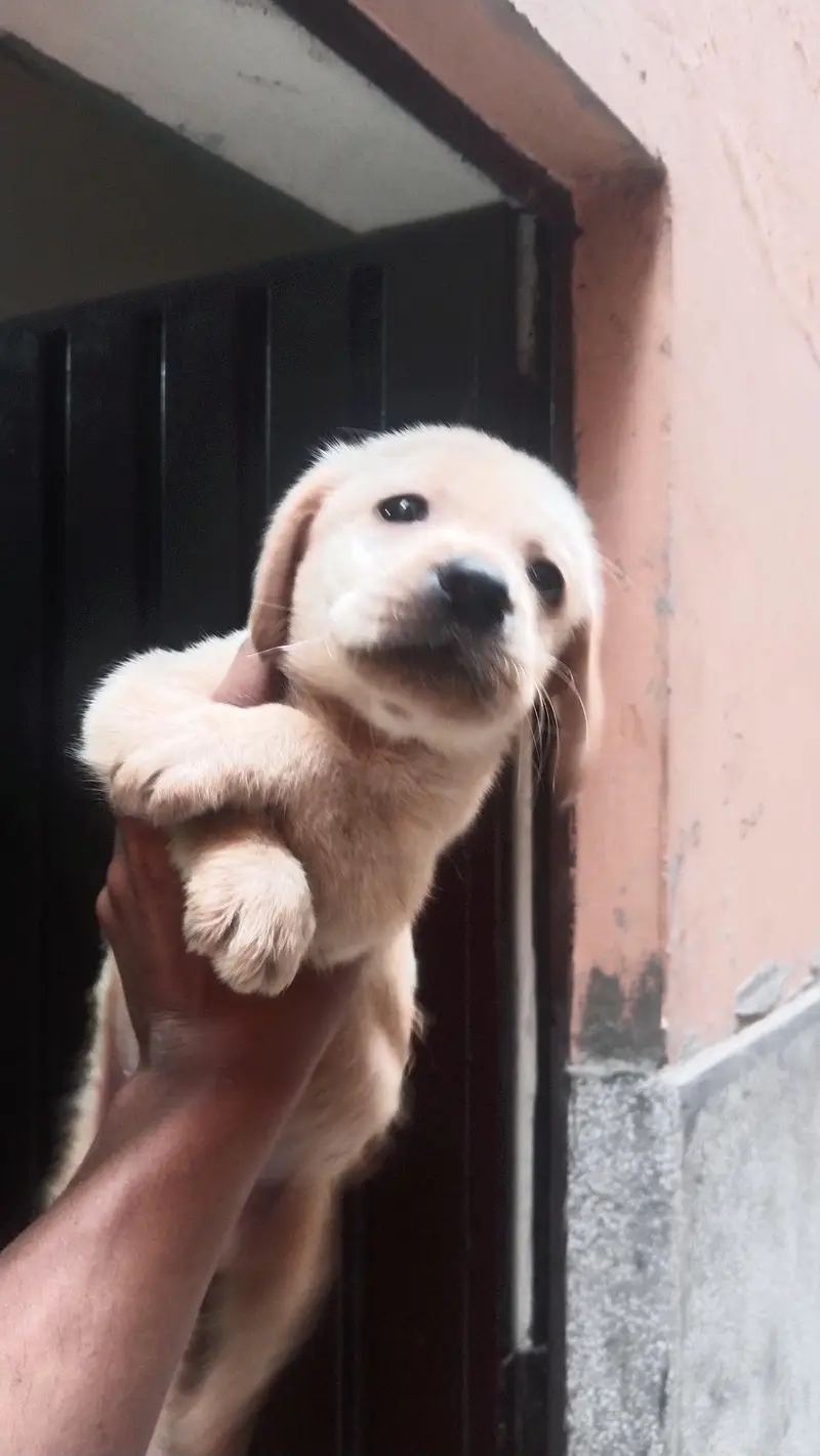 Labrador female puppies — photo 4