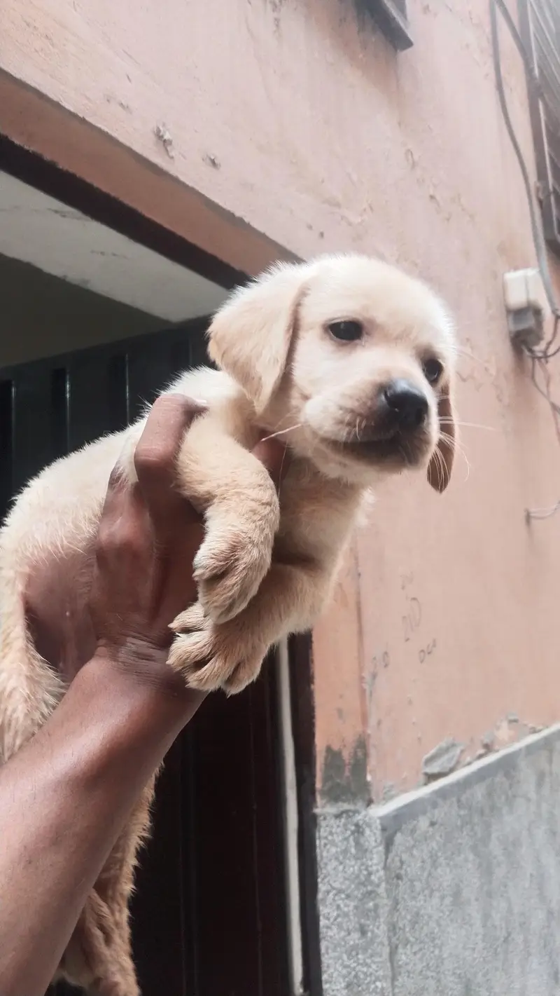 Labrador female puppies — photo 5