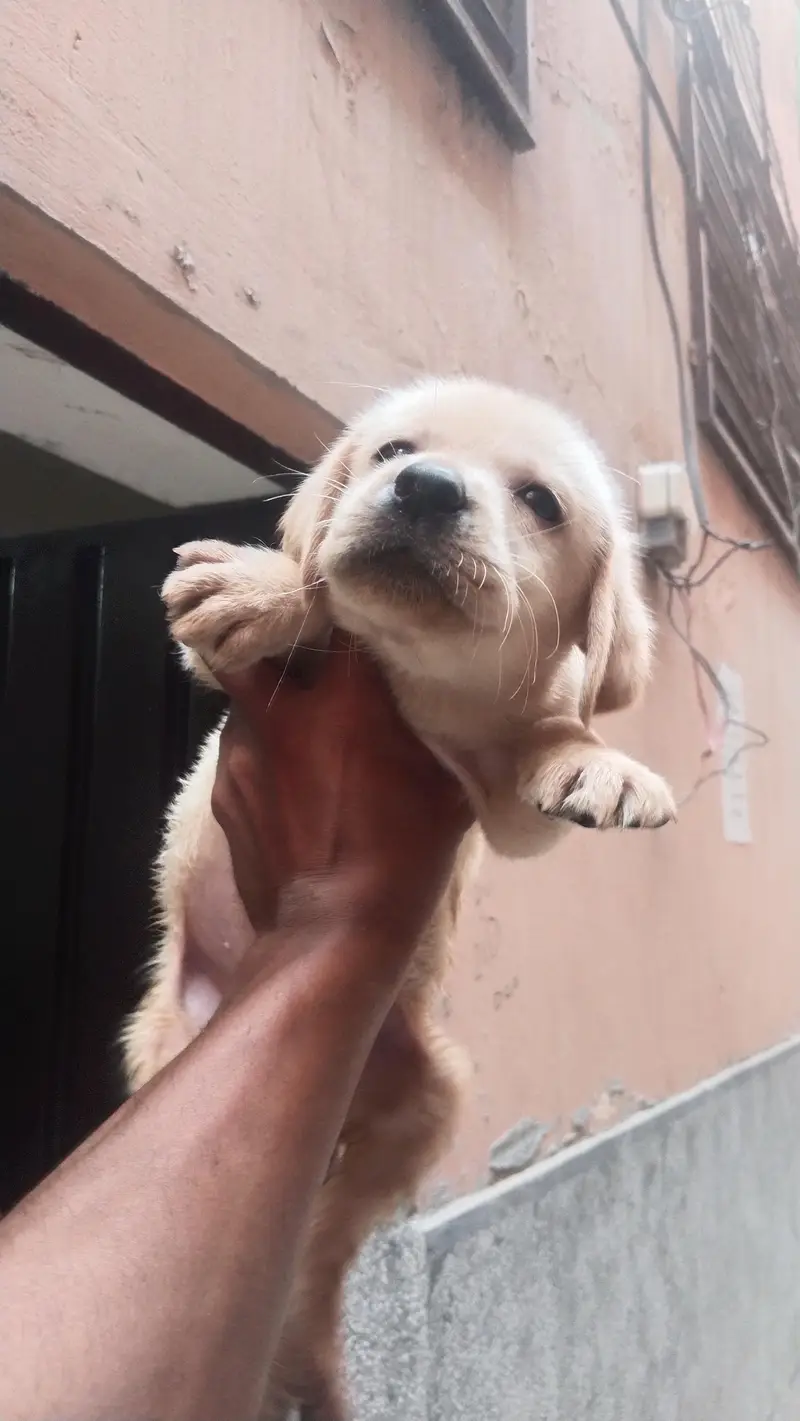 Labrador female puppies — photo 6