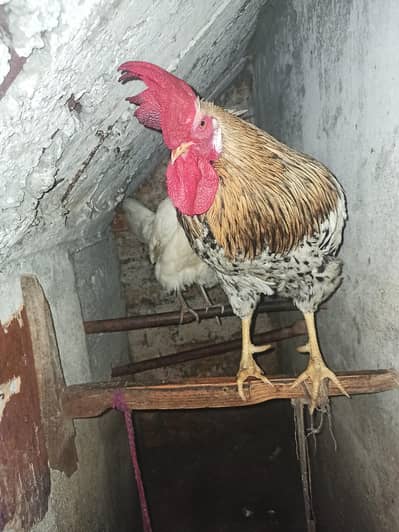 very beautiful pair for sale