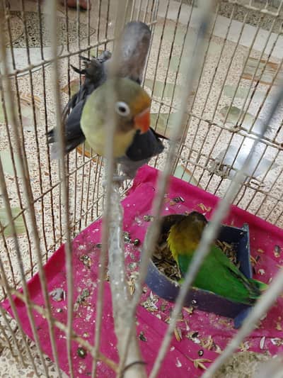 love birds