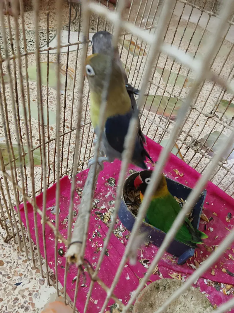 love birds — photo 2