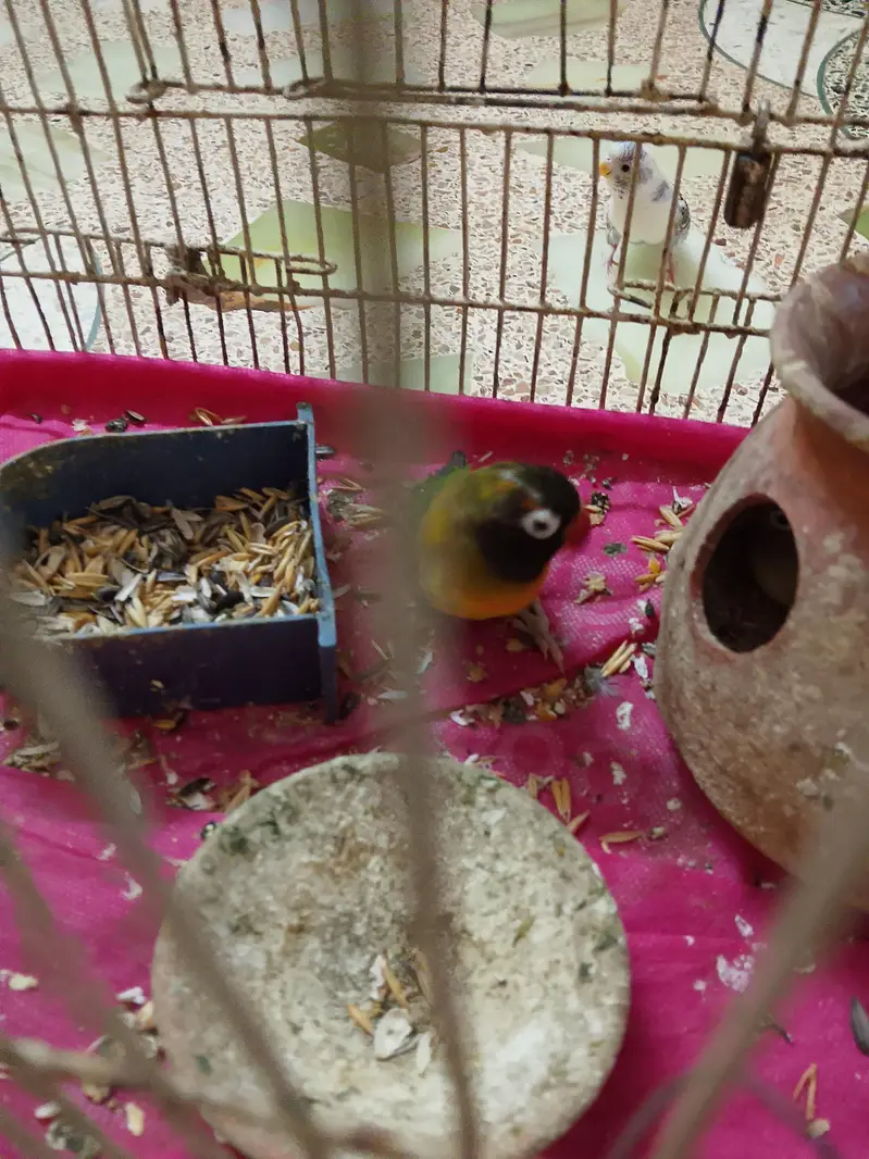 love birds — photo 3