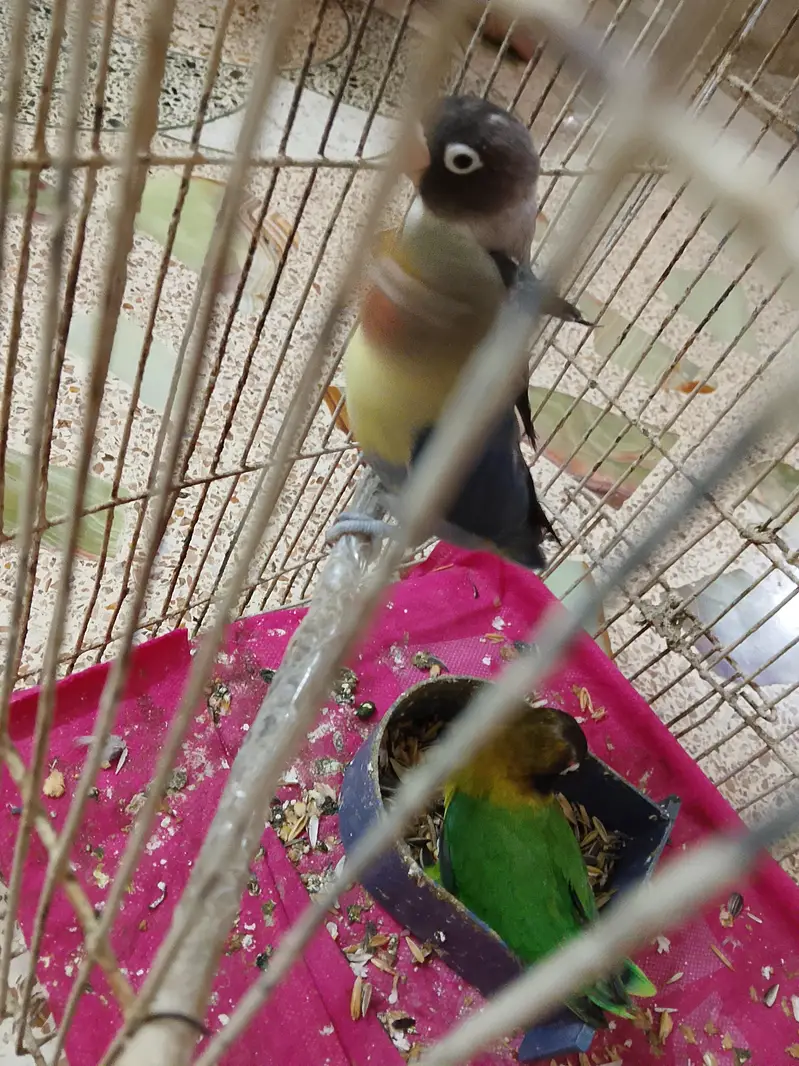 love birds — photo 4
